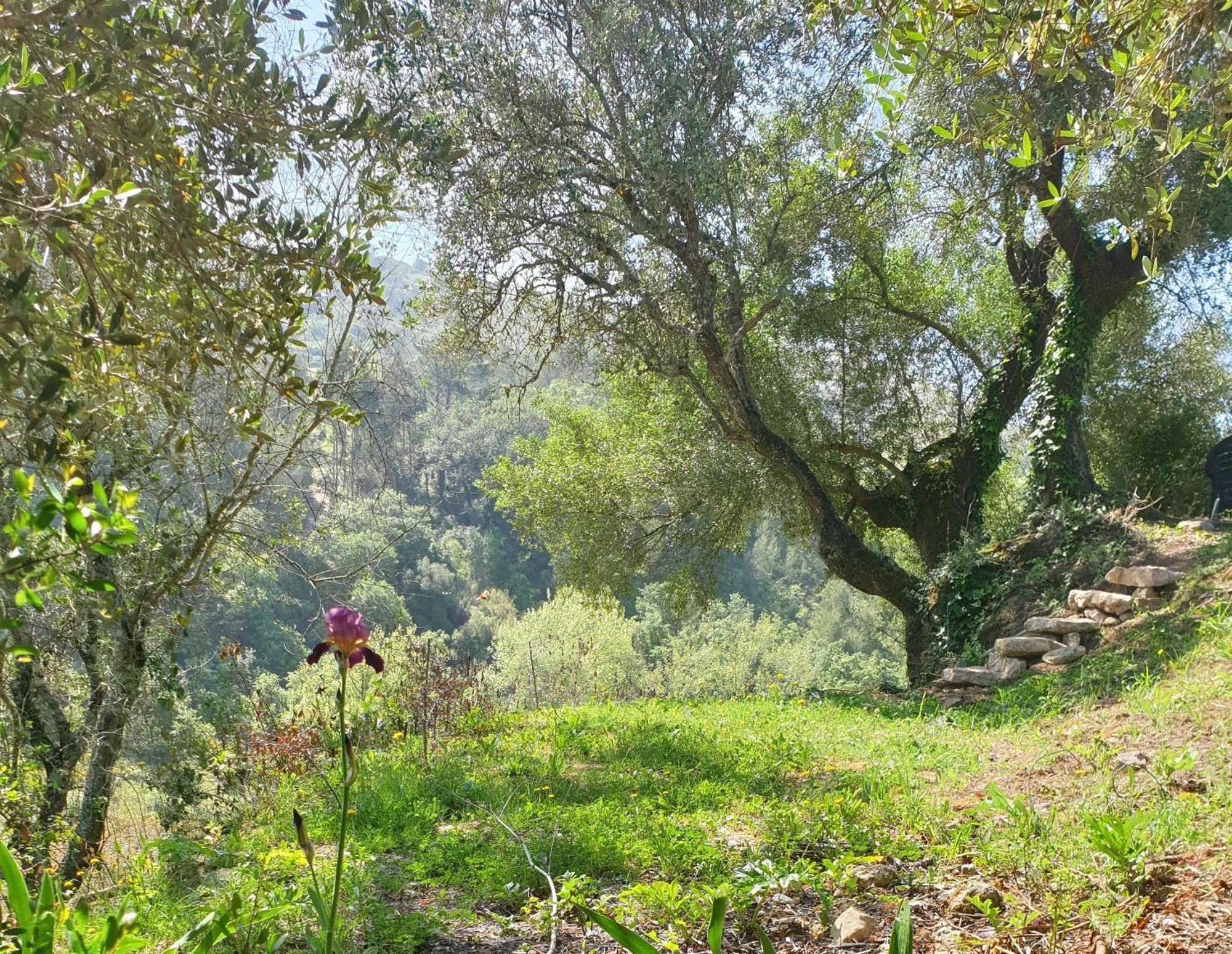 Casa Janelinhas - Near Sintra, Mafra, Ericeira *